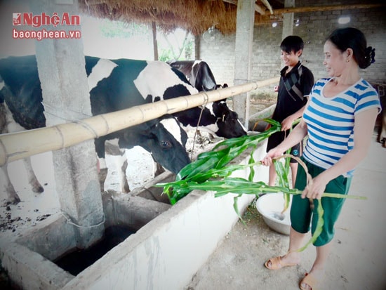 chăn nuôi bò sữa