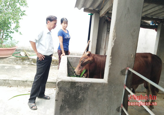 Mô hình nuôi bò vỗ béo của gia đình chị Nguyễn Thị Trường mang lại hiệu quả cao