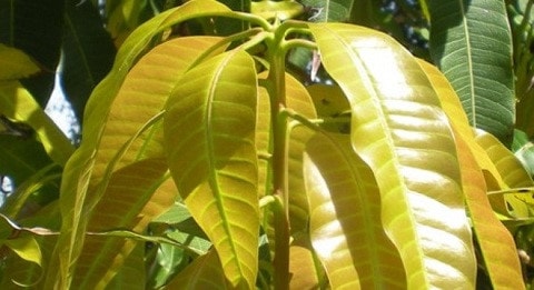 Lá xoài non có tác dụng chữa bệnh tiểu đường