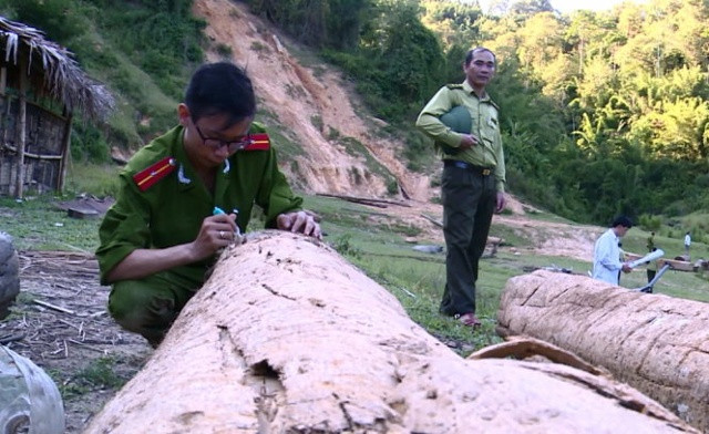 Kiểm tra việc chặt phá rừng tại rừng quốc gia Pù Huống - Hạnh Dịch - Quế Phong.