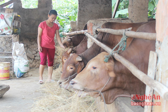 Mô hình nuôi bò nhốt vỗ béo của gia đình chị Nguyễn Thị Phấn  đem lại thu nhập gần 200 triệu đồng/năm