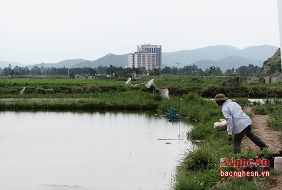 Nuôi cá xen canh lúa ở vùng Đập Cói giúp nông dân tăng thu nhập 
