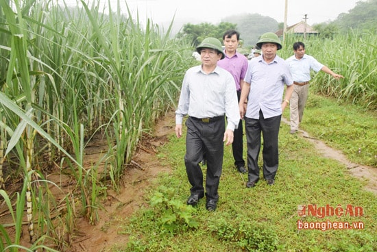 Đoàn thăm mô hình thâm canh mía năng suất cao từ 90 - 100 tấn/ha tại xã Giai Xuân.