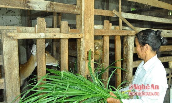 Với tổng đàn lên tới hàng ngàn con, Nhung hươu Quỳnh Lưu đang được xây dựng thương hiệu để có thị phần lớn hơn 