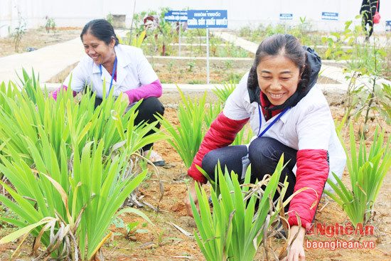 Chăm sóc vườn thuốc Nam tại trạm y tế xã Mường Nọc.