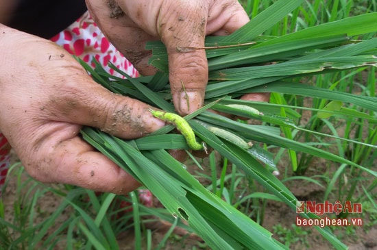 Sâu cuốn lá