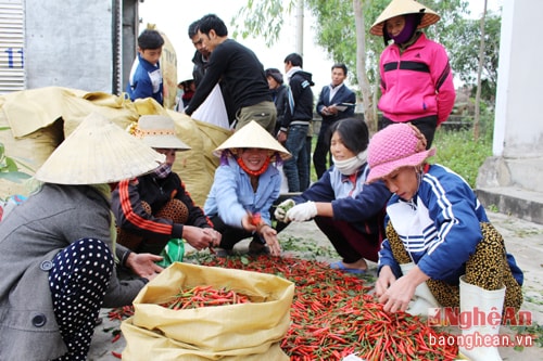 Hợp tác xã Toàn Thắng, xã An Hòa liên kết với Công ty thu mua ớt cay và cây ngô cho bà con.