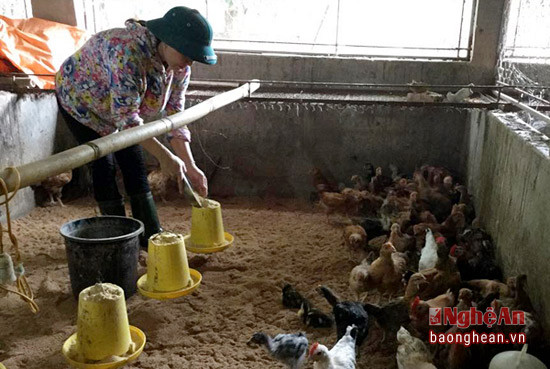Mô hình chăn nuôi gà sử dụng đệm lót sinh học của đảng viên Bùi Hồng Quân mang lại hiệu quả kinh tế cao