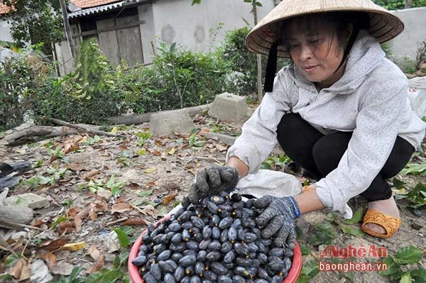 Trám khi mới ra quả xanh, khi chín có màu đen, được thu hoạch vào cuối tháng 7 ÂL hàng năm.
