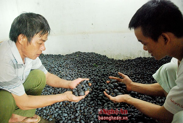 Nhiều gia đình ở Thanh Chương thu mua trám, nhập lại cho thương lái đưa đi tiêu thụ khắp các vùng miền