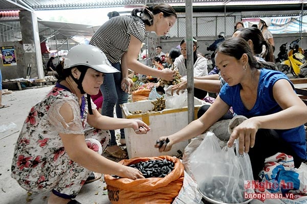 Ở các chợ, trám được bán 70.000 đồng/kg, tại TP Vinh có thời điểm trên 80.000 đồng/kg.