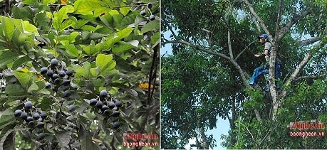 thu hoạch trám