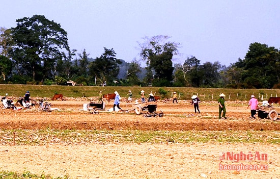 Tranh thủ thời tiết thuận lợi người dân xã Thanh lĩnh- Thanh Chương đã bắt đầu sản xuất vụ đông.