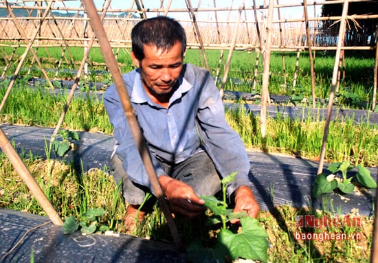 Một số dện tích bí vụ đông sớm đã được gieo trồng và phát triển tốt.