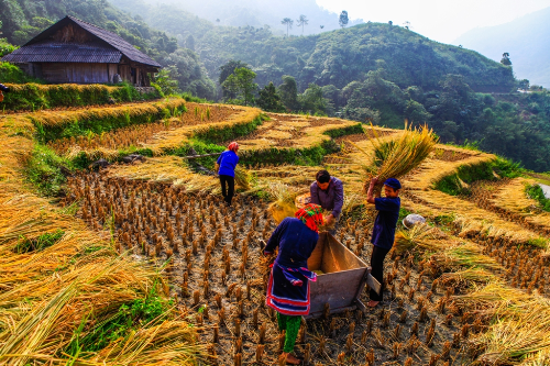 Mùa thu cũng là thời điểm bà con nơi miền rẻo cao bước vào ngày hội thu hoạch.