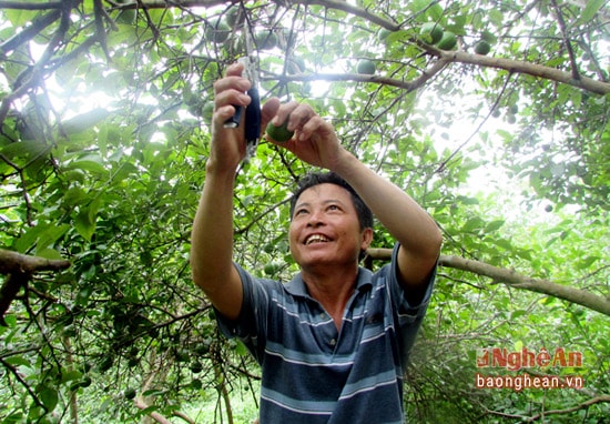 anh 1 mo hinh trong chanh cua ong bùi đình thảo, thôn bãi ổi xã Chi Khê . Với 600 gốc chanh mỗi năm gd ong thu nhap gần 100 triệu đồng từ chanh