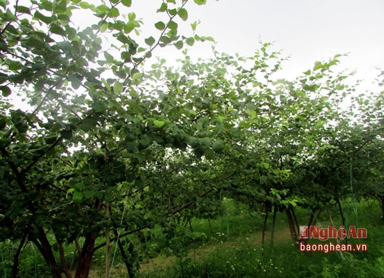 anh 2 mô hình táo đại cua gia đình bà  Trần Thị iền thôn quyết tiến xã chi Khê