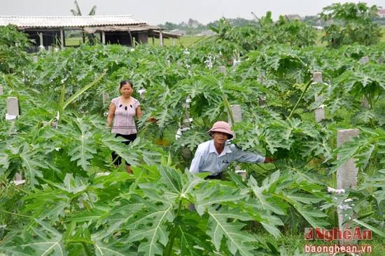 Trang trại của chị Nguyễn Thị Thảo còn có 100 gốc mít, 60 gốc ổi đài loan, 100 gốc dừa