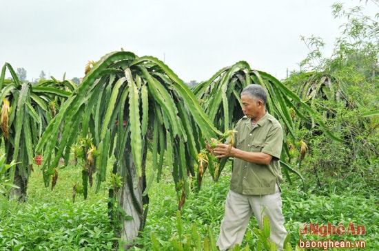 Mỗi mô hình trang trại có cách làm riêng, như gia đình ông Lưu Đình Liên (xóm 3, Diễn Liên - Diễn Châu) lại phát triển kinh tế từ trồng thanh long ruột đỏ và lợn nái. Mỗi năm cho thu nhập hơn 100 triệu đồng.