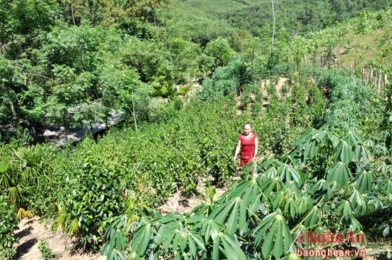 Mô hình kinh tế trang trại của chị Lang Thị Cận (xóm Đồng Minh,Châu Tiến, Quỳ Hợp)