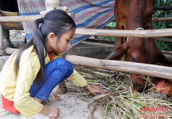 Minh Thư chăm sóc con bò nhỏ để nó sớm giúp em sinh kế