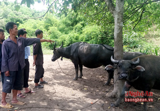Mô hình chăn nuôi của ông Vừ Chư Và được nhiều cán bộ và nhân dân trong, ngoài xã đến thăm quan học tập.