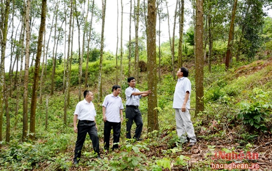 Lãnh đạo Công ty CP lâm nghiệp tháng Năm khảo sát vùng nguyên liệu tại xã Bồng Khê(Con Cuông)