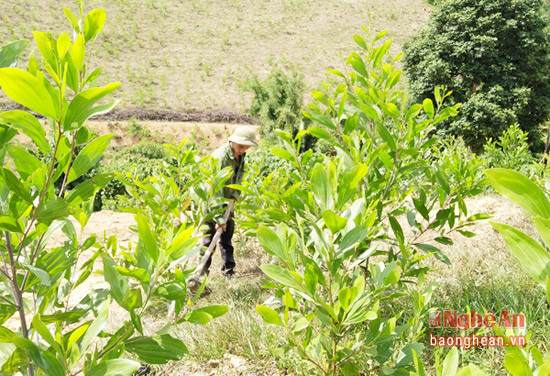 Mô hình phát triển kinh tế rừng của anh Lô Văn quân thôn 13, xã Bình Sơn