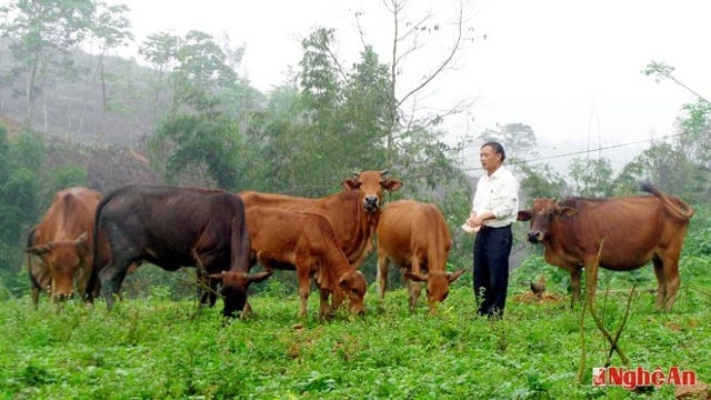 Chăn nuôi trâu bò hàng hóa ở Anh Sơn phát triển mạnh, ảnh tư liệu, minh họa