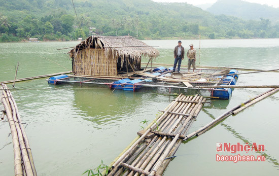 Người dân xã Thạch Giám, huyện Tương Dương nuôi cá lồng trên hồ thủy điện Khe Bố