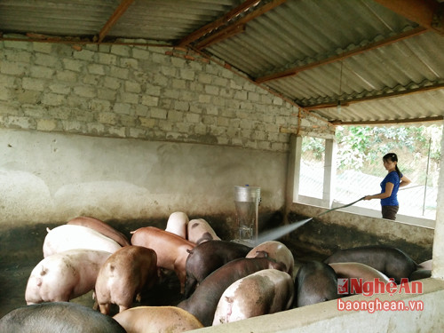 Gia đình chị Nguyễn Thị Trường thôn 7 xã Thạch Sơn là một trong những hộ thành công từ việc chăn nuôi lợn, mỗi năm cho thu lãi trên 100 triệu đồng.
