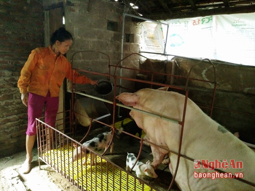 Mô hình chăn nuôi lợn của gia đình chị Nguyễn Thị Khánh thôn 6 xã Thạch Sơn. Hiện trong chuồng của gia đình chị Khánh có 5 lợn nái và 30 lợn thịt, lúc cao điểm có lúc lên đến 80 con.