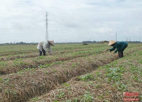 Nông dân Nghi Thuận sản xuất rau vụ đông, một số diện tích bắt đầu cho thu hoạch