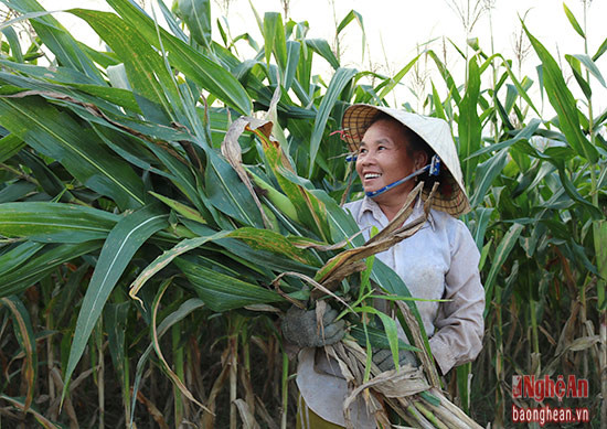 Nông dân phấn khởi khi thu hoạch ngô non sinh khối cho thu nhập cao hơn các giống ngô lấy hạt.