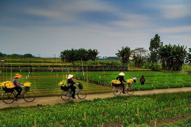 Hình ảnh bình dị tuyệt đẹp của cố đô Ninh Bình hình ảnh 6 Người nông dân thu hoạch hoa tại làng hoa Ninh Phúc. Ảnh: Quang Đức.