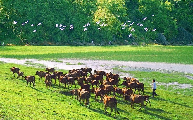 Hình ảnh bình dị tuyệt đẹp của cố đô Ninh Bình hình ảnh 9 Vùng quê Vân Long mộc mạc, giản dị mà tuyệt đẹp, với hình ảnh cánh cò, đàn trâu. Ảnh: Tuấn Hải Bùi.