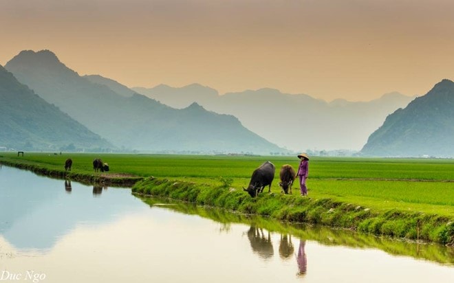 Hình ảnh bình dị tuyệt đẹp của cố đô Ninh Bình hình ảnh 15 Chiều hoàng hôn buông xuống nhẹ nhàng và thơ mộng trên cánh đồng quê. Ảnh: Đức Ngô.