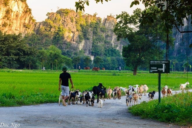 Hình ảnh bình dị tuyệt đẹp của cố đô Ninh Bình hình ảnh 14 Khung cảnh chiều buông xuống với những đàn dê chậm rãi đi về không còn xa lạ với những người Ninh Bình. Ảnh: Đức