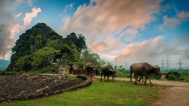 Hình ảnh bình dị tuyệt đẹp của cố đô Ninh Bình hình ảnh 18 Đàn trâu lững thững đi về sau một ngày kiếm ăn trên đồng. Ảnh: Ninh Bình quê mẹ.