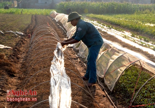 Nông dân xóm 10 Diễn Thành chăm sóc vườn ươm giống chuẩn bị cho sản xuất vụ đông 2016