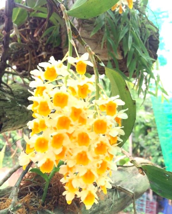 Phong lan mỡ gà hoặc có tên gọi khác là thủy tiên mỡ gà, với đặc tính ưa nắng 70%. Hoa nở thành từng chùm như đèn lồng và có màu vàng sặc sỡ.
