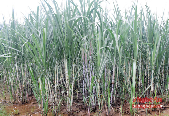 Những ruộng mía cho năng suất cao tại xã Giai Xuân, huyện Tân Kỳ