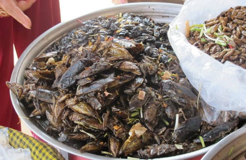 canh-bao-ngo-doc-do-an-con-trung