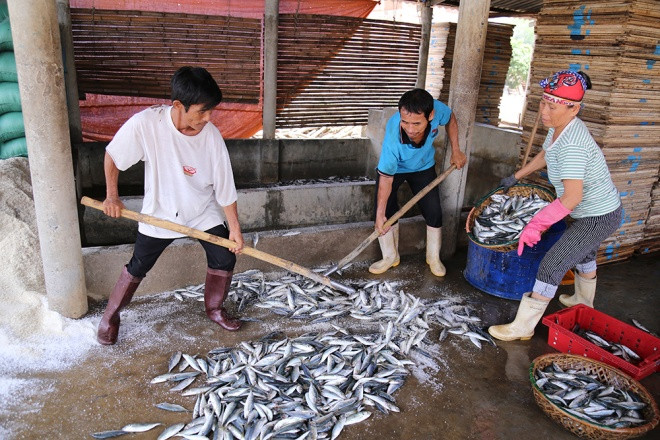 Công suất các lò hấp cá tại xã Gio Hải và thị trấn Cửa Việt (huyện Gio Linh) giảm còn 1/3 so với trước. Nhiều lò không có việc, bãi phơi cá trống trơn. 