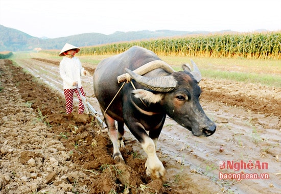 Bà con xã Đỉnh Sơn (Anh Sơn) làm đất chuẩn bị cho sản xuất vụ đông.