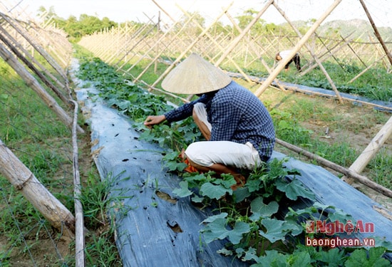 Gia đình chị Hà Thị Mai đang chăm sóc diện tích bí đông được gieo trồng sớm.