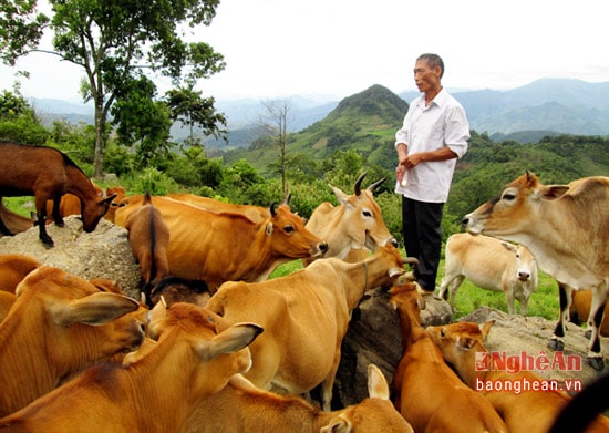 Đảng viên Lầu Chống Tủa, đang sử hữu một trang trại  chăn nuôi gia súctrị giá tỷ đồng, ở Miền Tây xứ Nghệ.