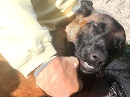 Chú chó Rylee vui mừng khi đoàn tụ với ông bà chủ. Ảnh: ABC News