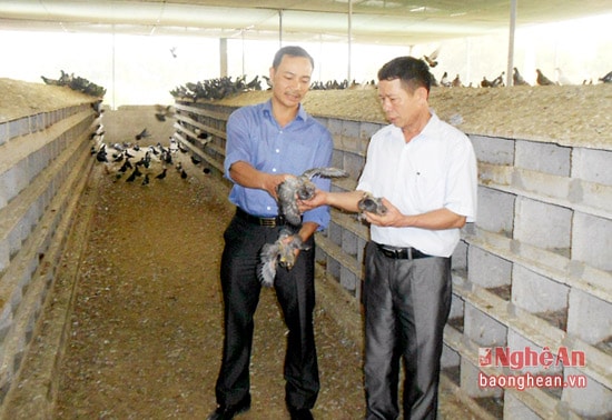 Trang trại chăn nuôi bồ câu