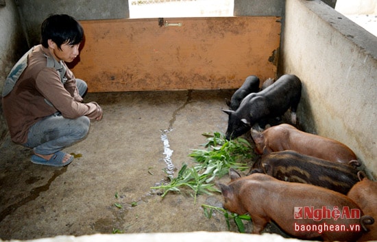 Trang trại nuôi lợn rừng